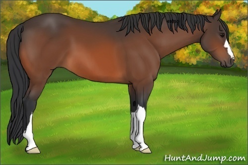 Horse Color:Bay 