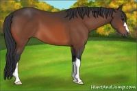 Horse Color:Bay 