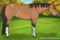 Horse Color:Bay Roan 