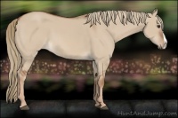 Horse Color:Red Dun Splash