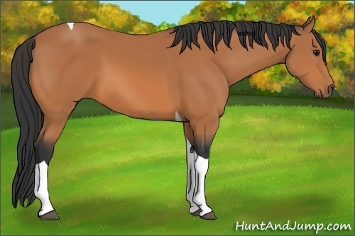 Horse Color:Bay Tobiano 