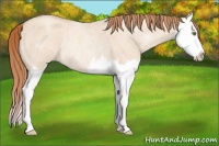 Horse Color:Gold Champagne Roan Dun Splash Rabicano