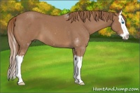 Horse Color:Red Roan Splash 