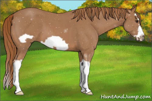 Horse Color:Red Roan Splash Frame 