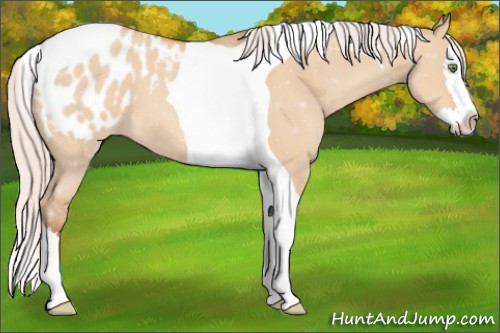 Horse Color:Silver Amber Champagne Dun Splash Tobiano Appaloosa 