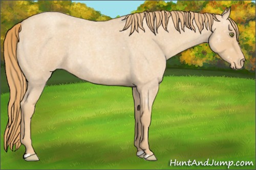 Horse Color:Gold Champagne Roan Varnish Rabicano