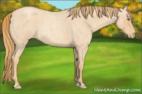 Horse Color:Gold Champagne Roan Varnish Rabicano