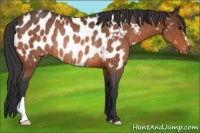 Horse Color:Bay Appaloosa Rabicano 