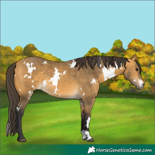 Horse Color:White Spotted Buckskin 