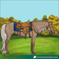 Horse Color:Silver Grullo 
