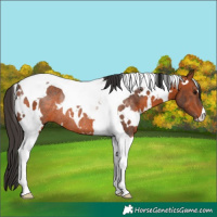 Horse Color:White Spotted Bay Tobiano Rabicano 