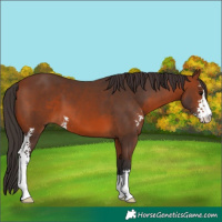 Horse Color:Bay Sabino 