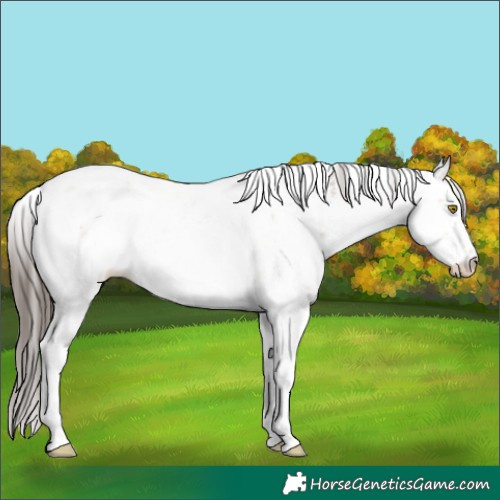 Horse Color:Amber Champagne Sabino 