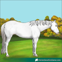 Horse Color:Amber Champagne Sabino