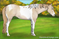 Horse Color:Chestnut Pearl Sabino Tobiano Rabicano 