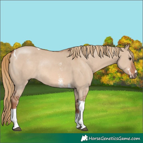 Horse Color:Red Dun Sabino Tobiano Rabicano