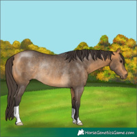 Horse Color:Buckskin Rabicano 