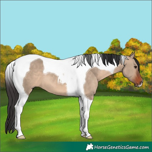 Horse Color:Brown Dun Tobiano 
