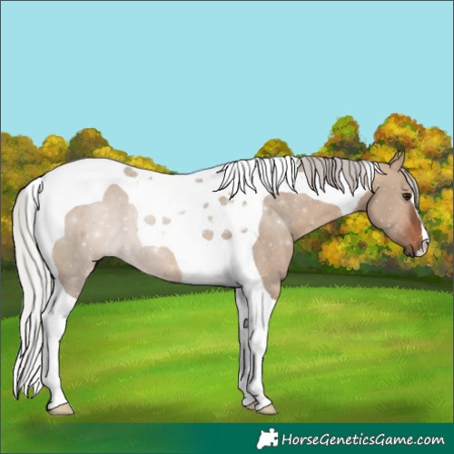 Horse Color:Silver Brown Dun Tobiano 