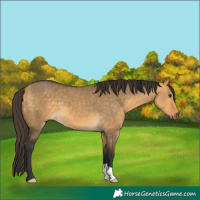 Horse Color:Buckskin Dun 