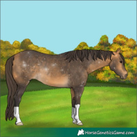 Horse Color:Buckskin 