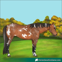 Horse Color:White Spotted Bay 