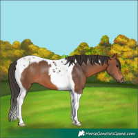 Horse Color:Bay Tobiano 