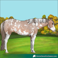 Horse Color:White Spotted Bay Sabino Varnish Rabicano 
