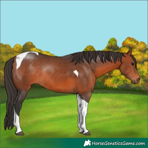 Horse Color:Bay Tobiano Rabicano 