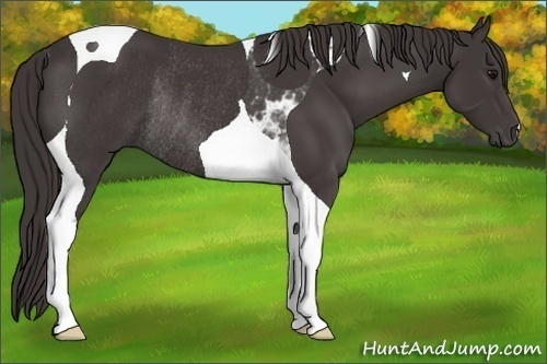 Horse Color:Smoky Black Tobiano Rabicano