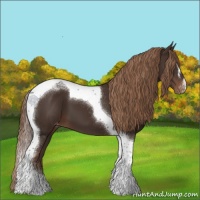 Horse Color:Liver Chestnut Tobiano Appaloosa 