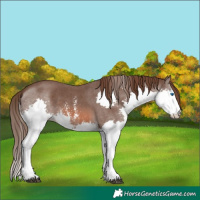 Horse Color:Liver Chestnut Sabino Splash 