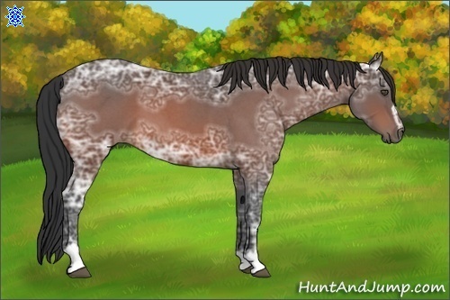 Horse Color:Bay Ice Roan Sabino 