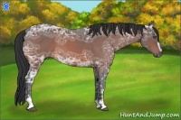 Horse Color:Bay Ice Roan Sabino 