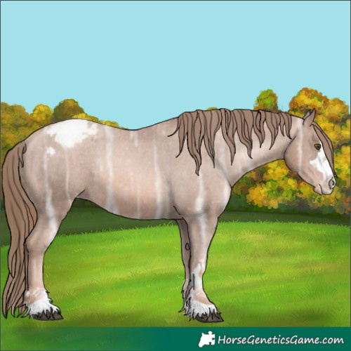 Horse Color:Liver Chestnut Ice Pearl Appaloosa Rabicano 