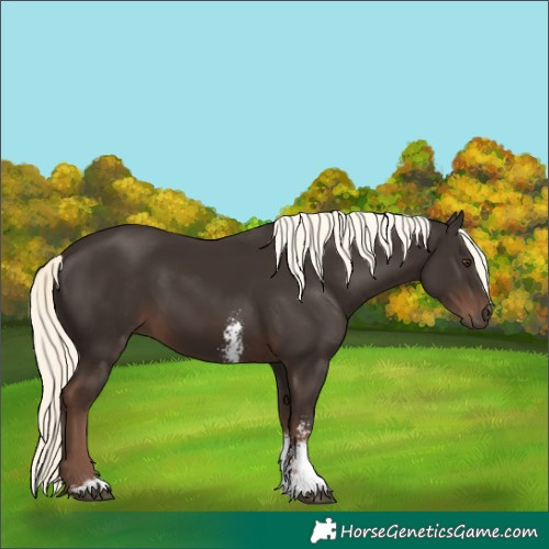 Horse Color:Liver Chestnut Mushroom Sabino Rabicano 