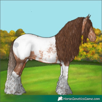 Horse Color:Brown Ice Pearl Tobiano Appaloosa 