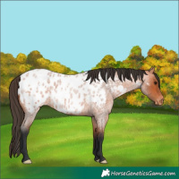 Horse Color:Bay Roan Near Leopard 