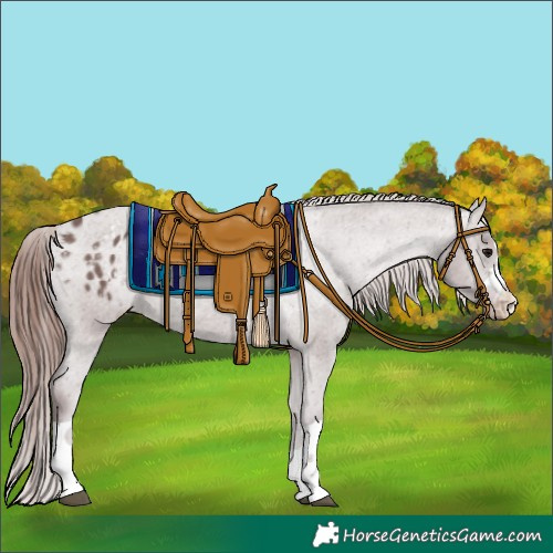 Horse Color:Chocolate Grullo Appaloosa Rabicano