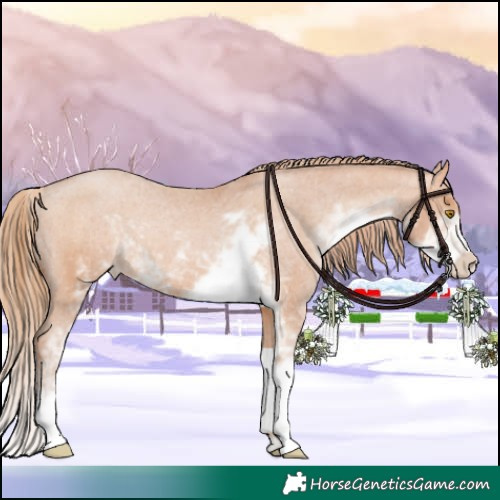 Horse Color:Chocolate Brown Pearl Sabino Appaloosa