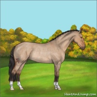 Horse Color:Bay Roan Dun Rabicano 