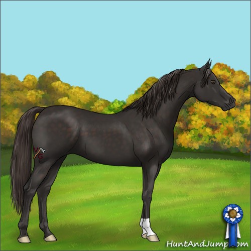 Horse Color:Liver Chestnut 