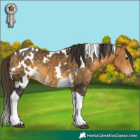 Horse Color:White Spotted Buckskin Tobiano 
