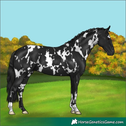 Horse Color:Gray White Spotted Black 