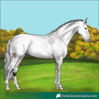 Horse Color:Gray White Spotted Buckskin Dun 