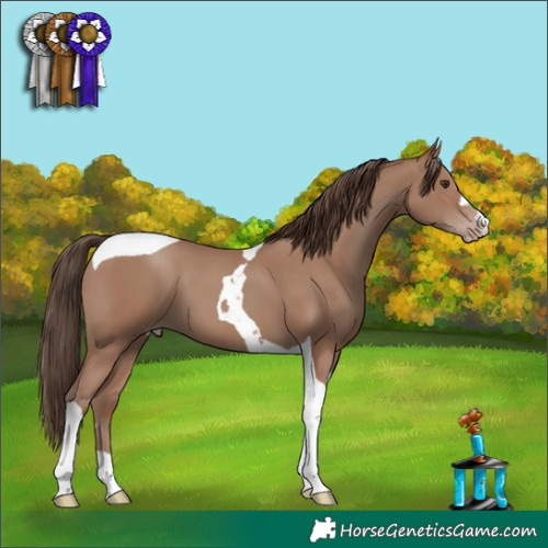 Horse Color:Classic Champagne Tobiano 