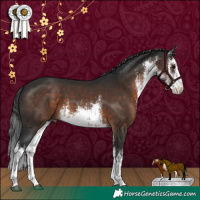Horse Color:White Spotted Brown 