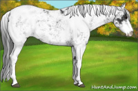Horse Color:Black Sabino Appaloosa 