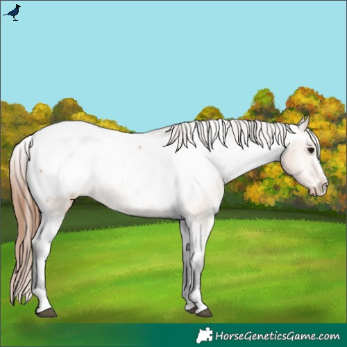 Horse Color:Bay Dun Snowcap