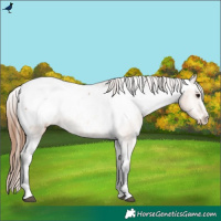 Horse Color:Bay Dun Snowcap